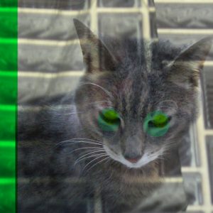 Love Squad Ausstellung liebe Katze Tanja Kischel München