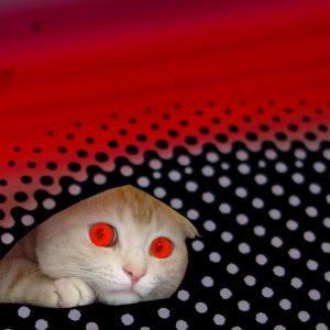 Love Squad Ausstellung liebe Katze Tanja Kischel München